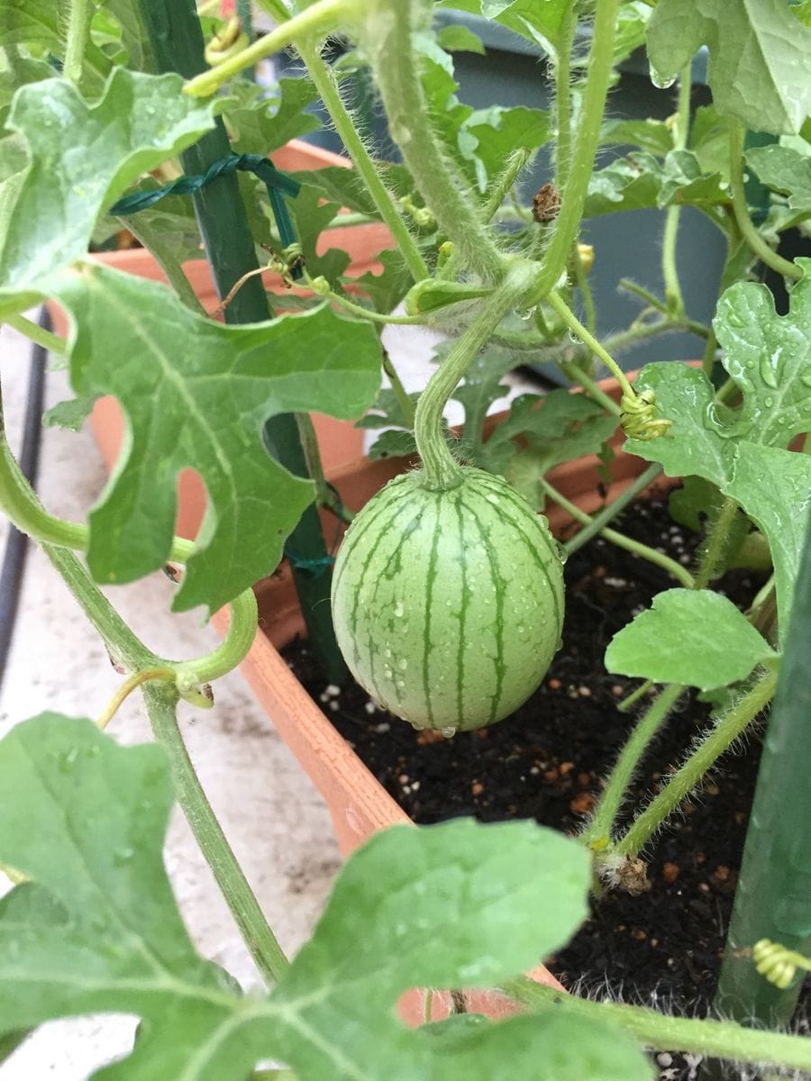 雨の中の野菜たち