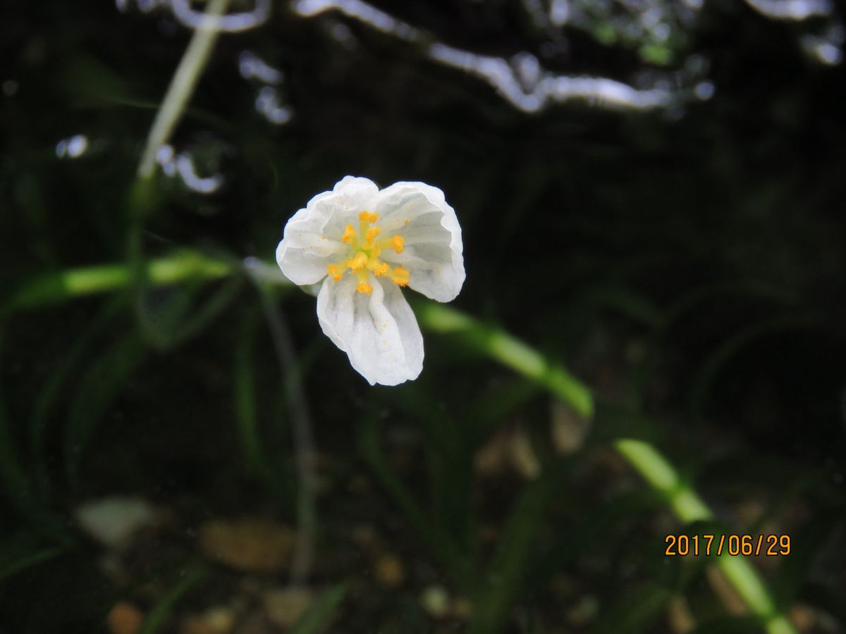 オオカナダモの花が咲き出した