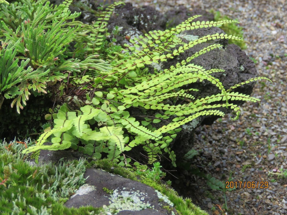 苔庭　見どころ