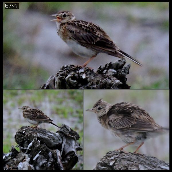 「梅雨曇り雲雀囀る浜辺かな」。ウォーキングMS⑤144日目(1604日)