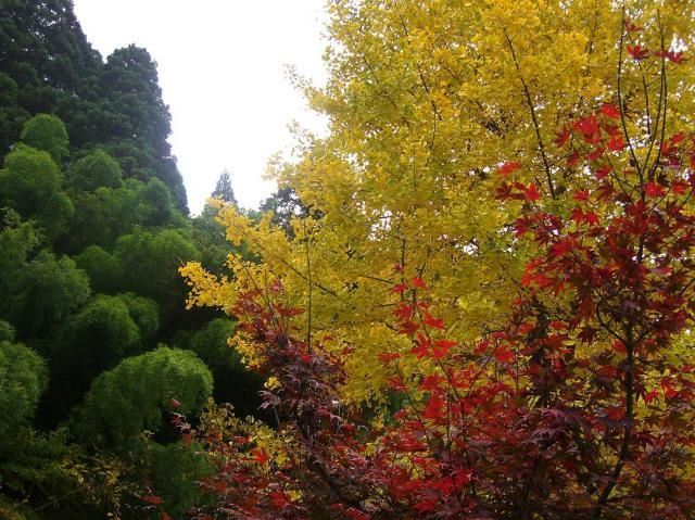 紅葉真っ盛り～銀杏は落葉！