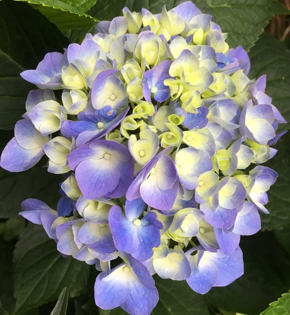 🌸紫陽花 パリジェンヌ〜💕