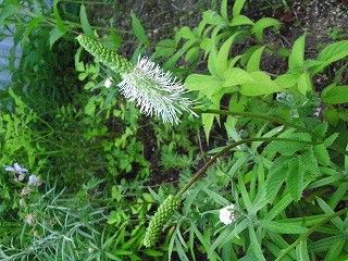 数年ぶりに開花