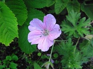 数年ぶりに開花