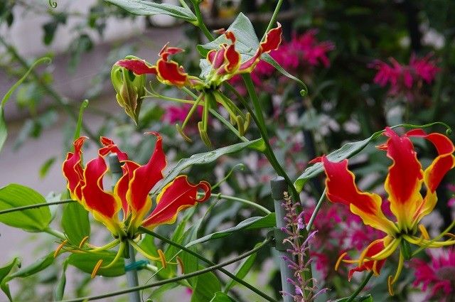 夏の花色々と