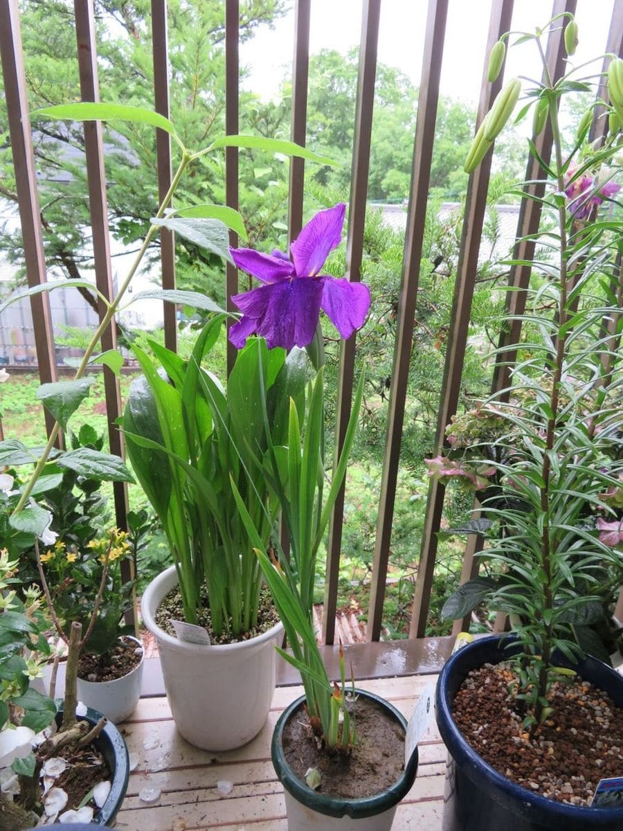 雨に咲く花