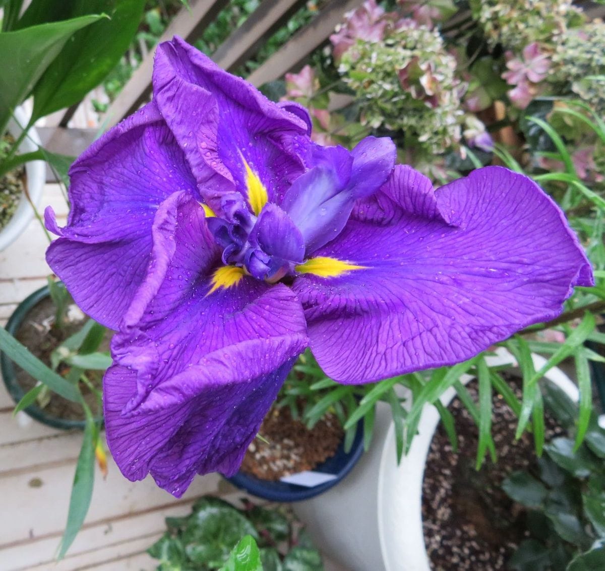 雨に咲く花