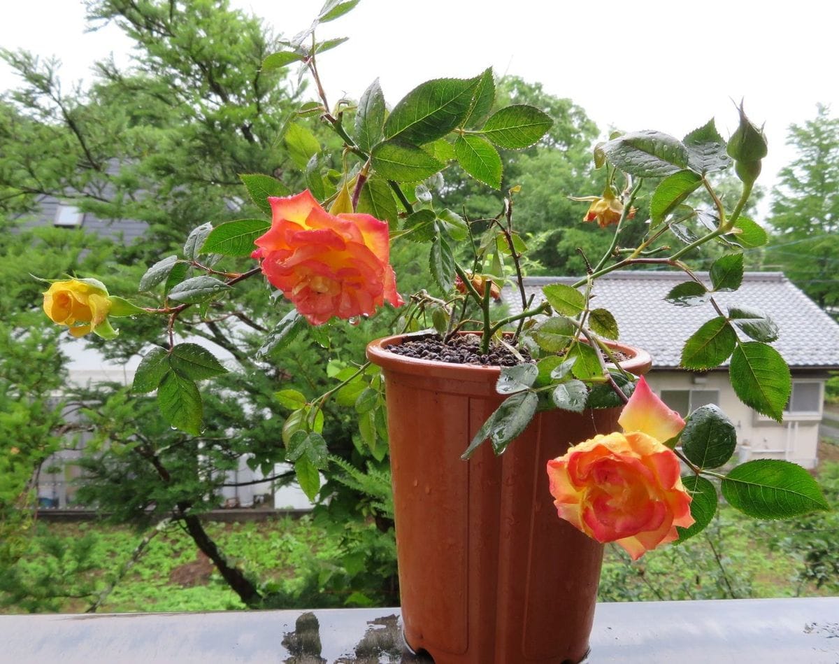 雨に咲く花