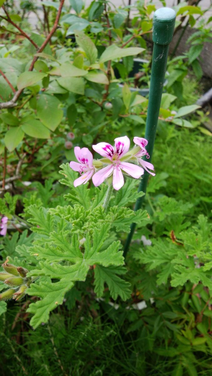 ☔晴れ間の花たち⛅