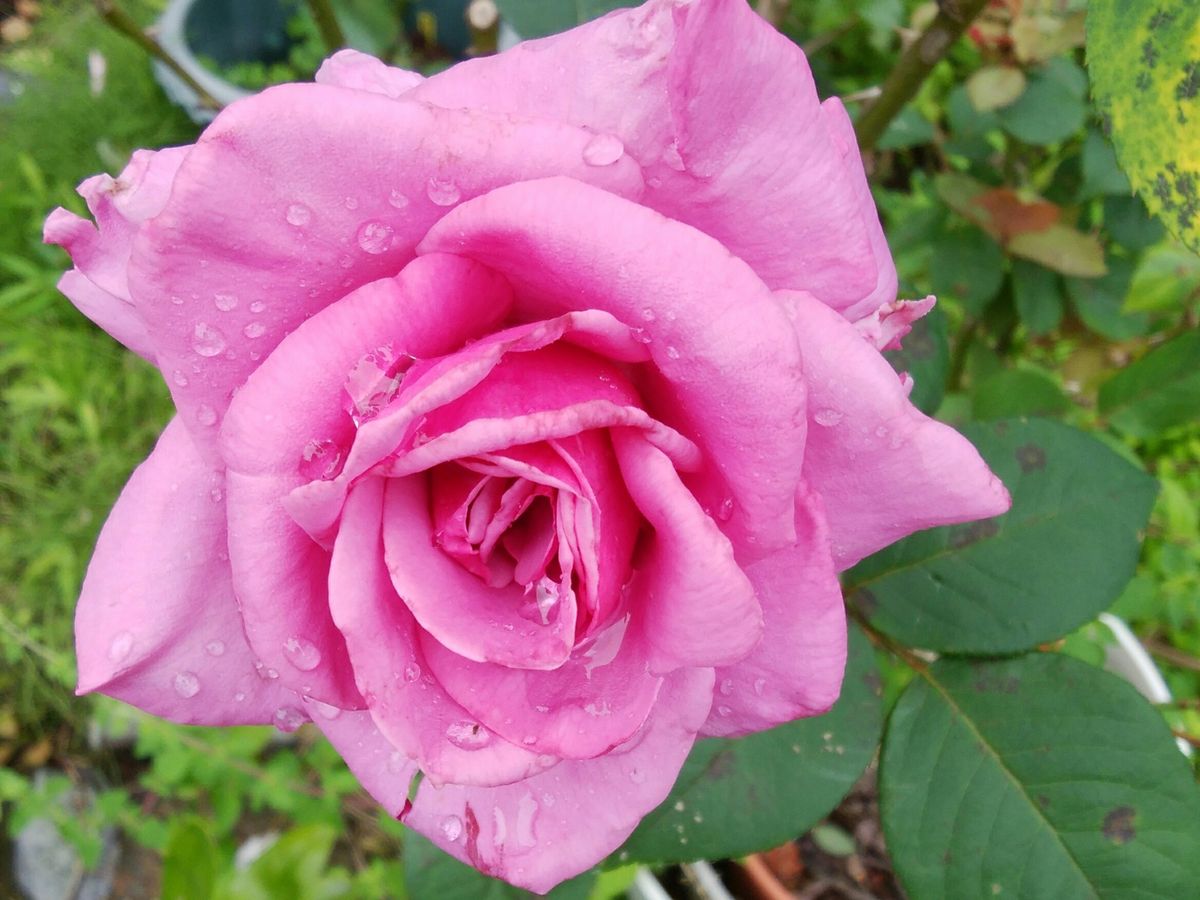 ☔晴れ間のバラたち🌼