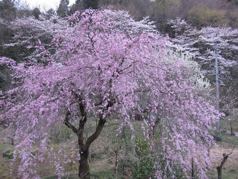 4/3 枝垂れ桜が満開です！