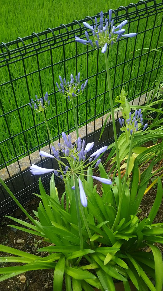 青紫系の花を集めてみました😊