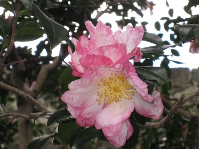 肥後山茶花です