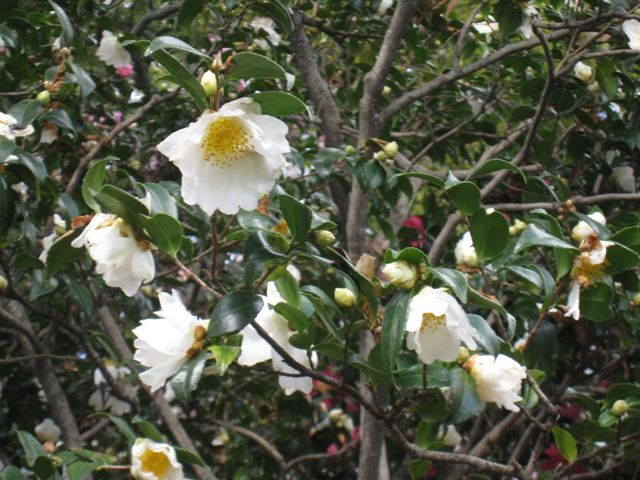 肥後山茶花です