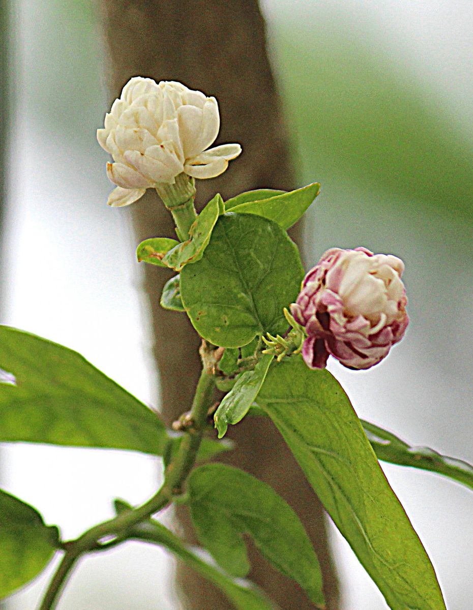 香りの花・マツリカ