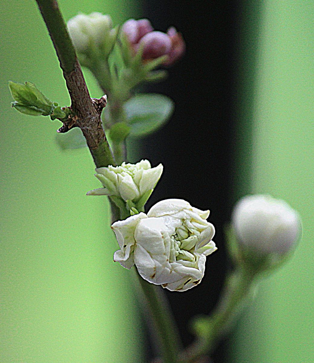 香りの花・マツリカ