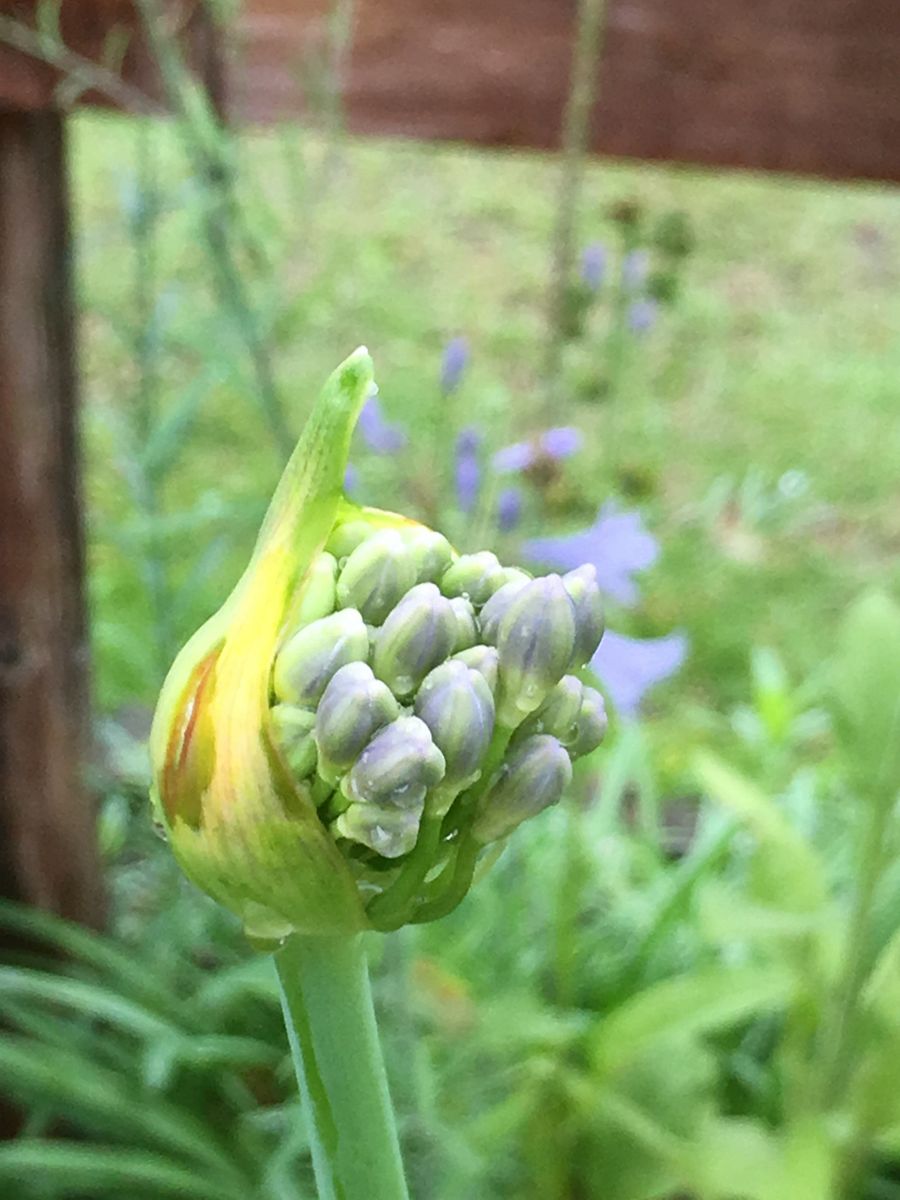 開花までもう少し！