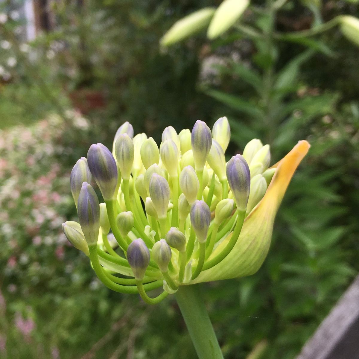 開花までもう少し！