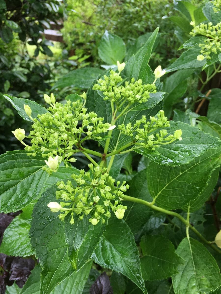 開花までもう少し！