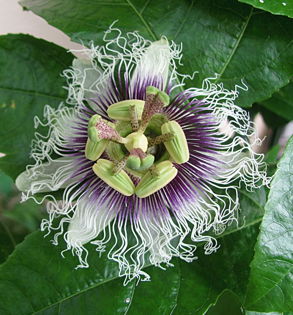 パッションフルーツの花