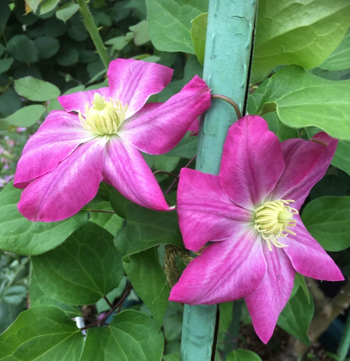 🌸マンボだったかなぁ〜💕