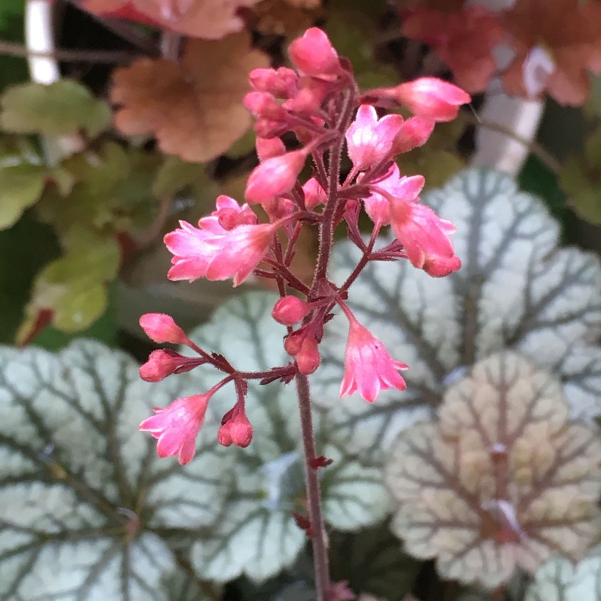 ピンクの花だらけになってしまった😵