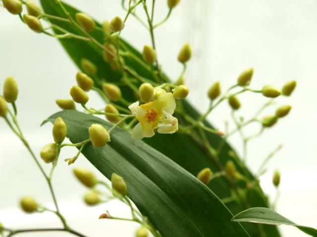 オンシジウム開花　と旅立ち