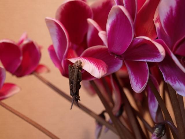 オンシジウム開花　と旅立ち