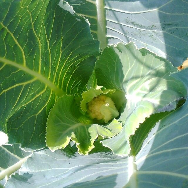 《カリフラワー》ようやく花蕾がっ！