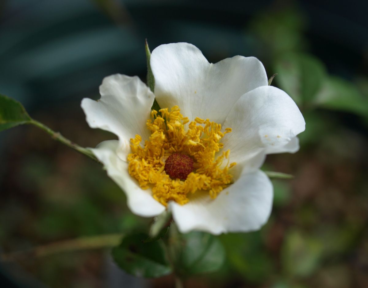 バラの花の夏休み