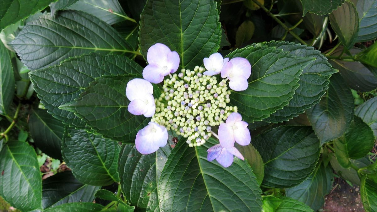 裏庭の紫陽花5日目