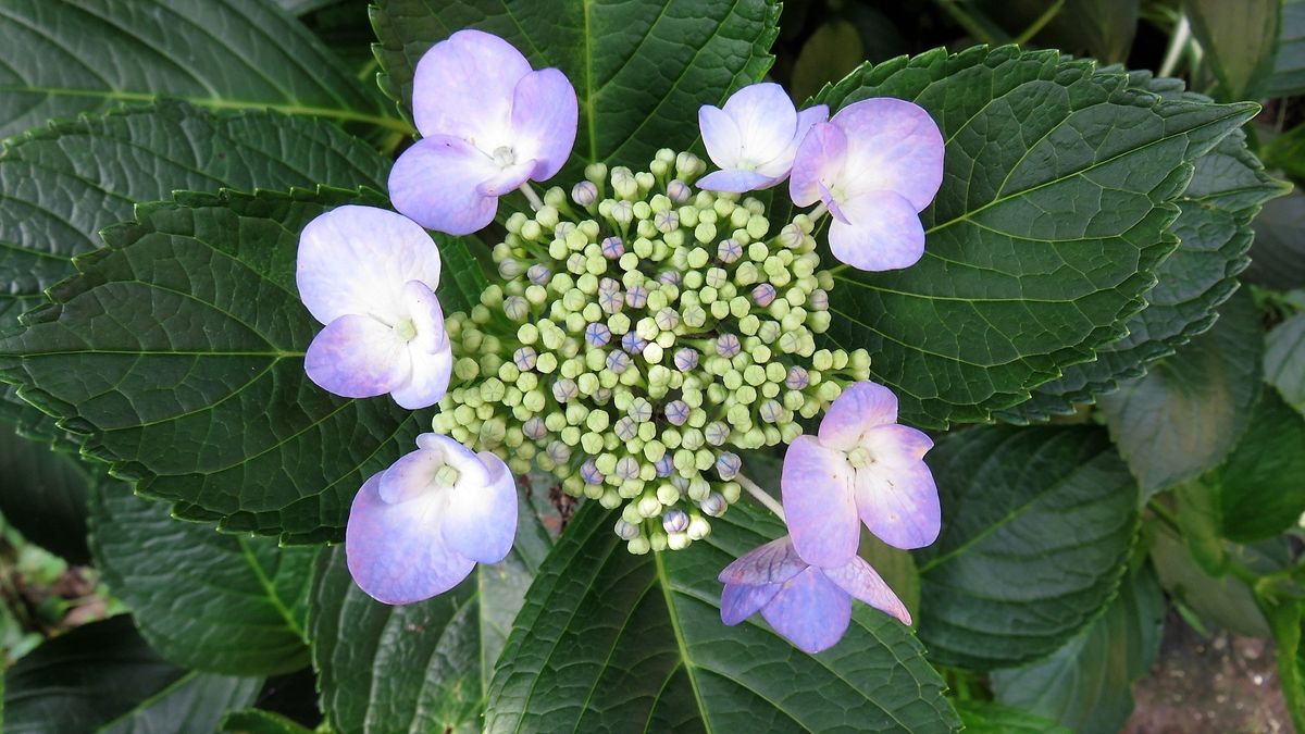 裏庭の紫陽花5日目