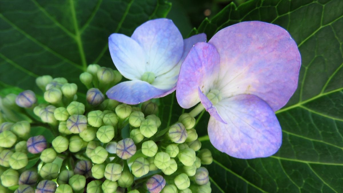 裏庭の紫陽花5日目