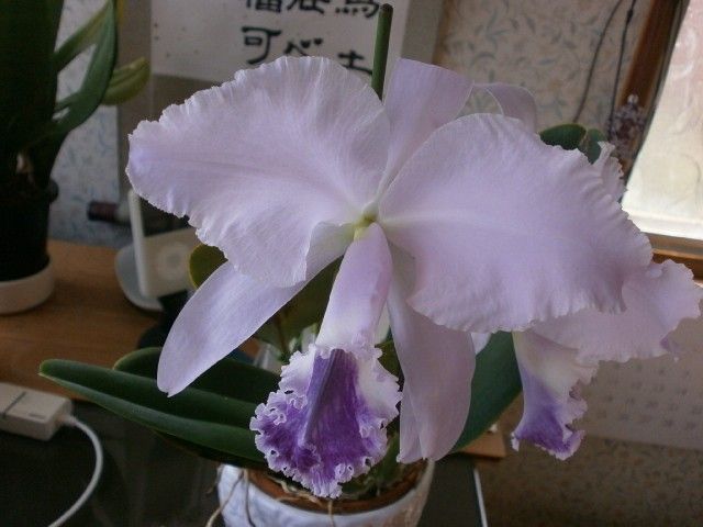 C.labiata coerulea'Select'２輪の開花。