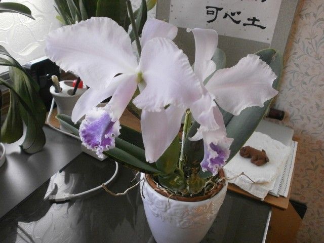 C.labiata coerulea'Select'２輪の開花。