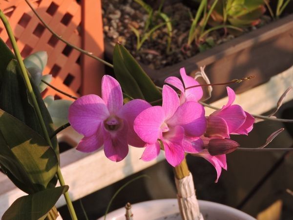 今日の花だより