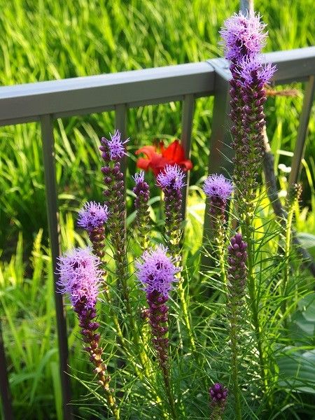 7月の花♪