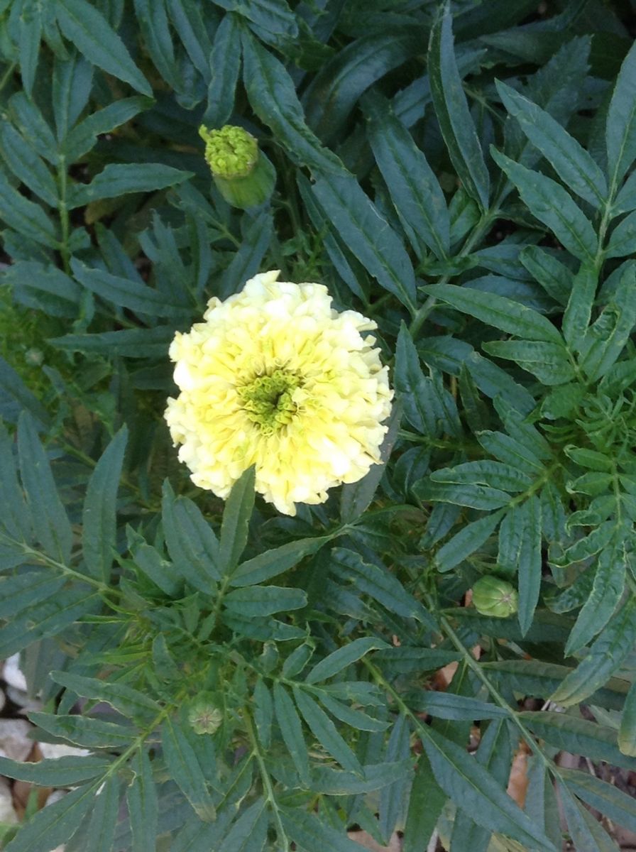 お手手のシワを合わせてしわ寄せ 園芸日記byチョコ みんなの趣味の園芸