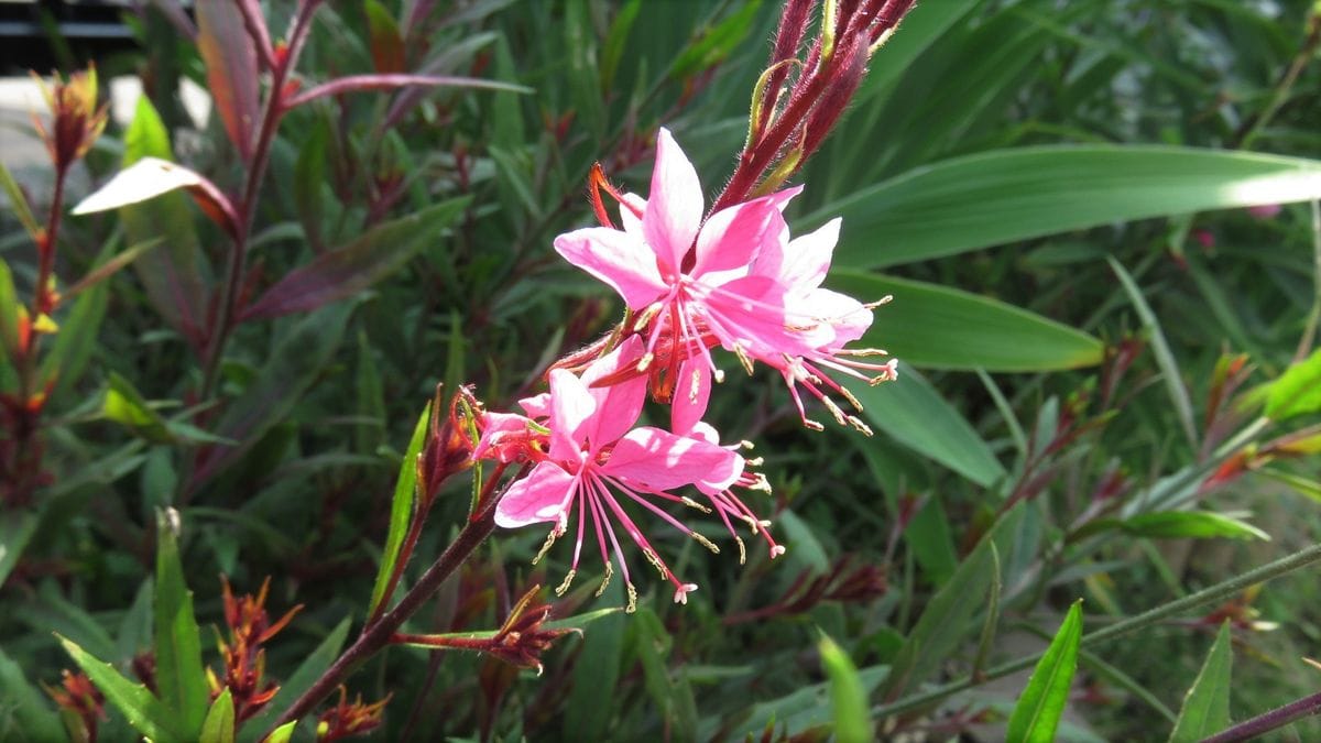 花壇のガウラ　復活