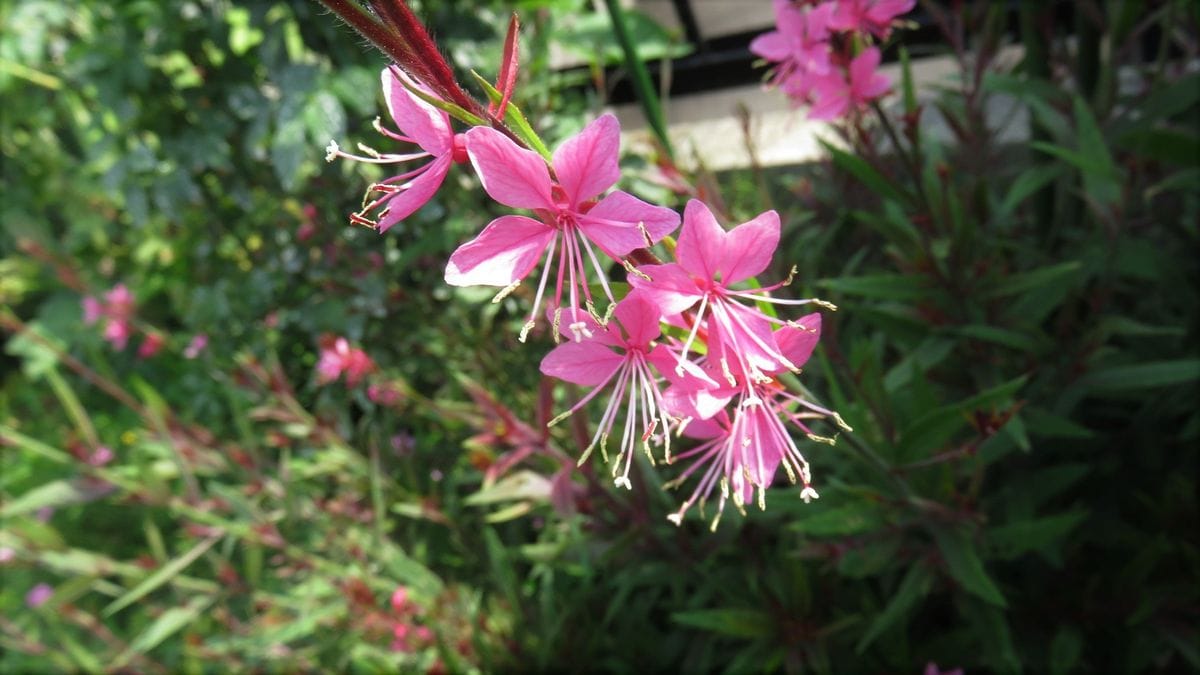 花壇のガウラ　復活