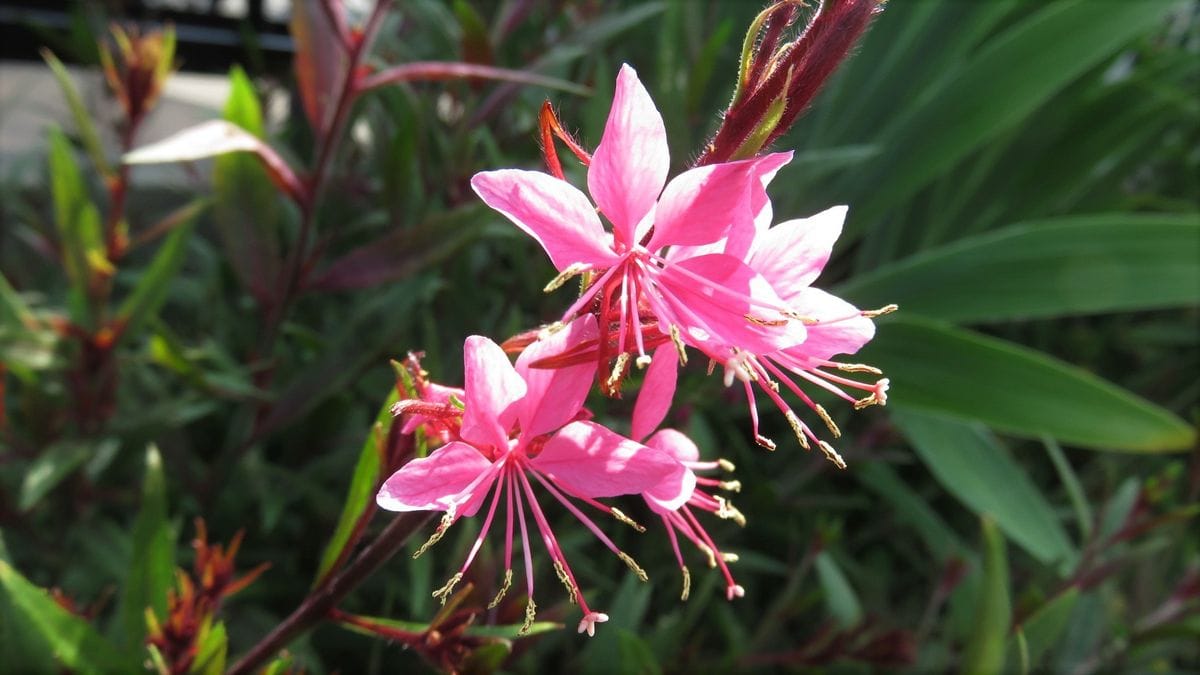 花壇のガウラ　復活