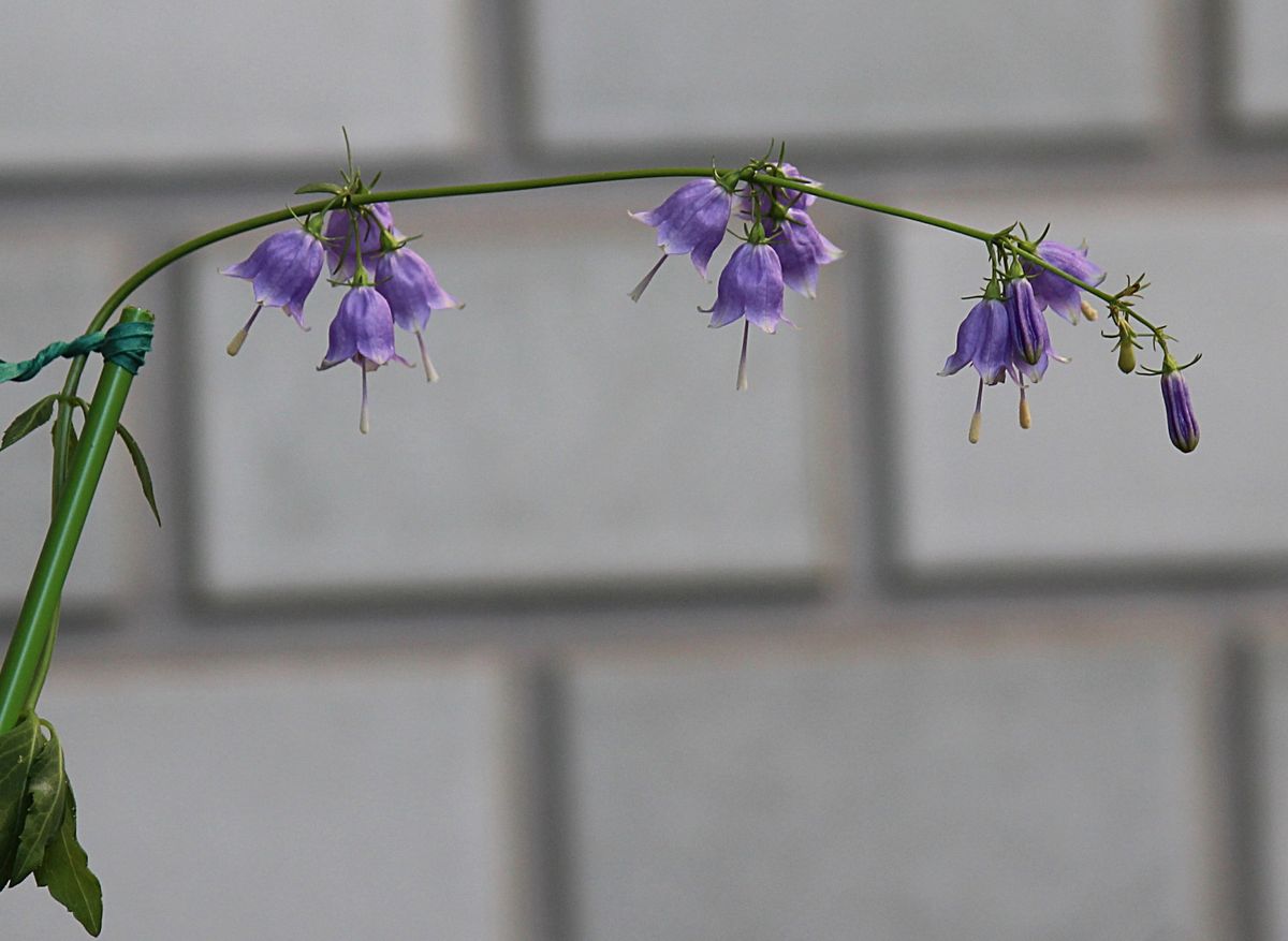 ハシカンボクの花