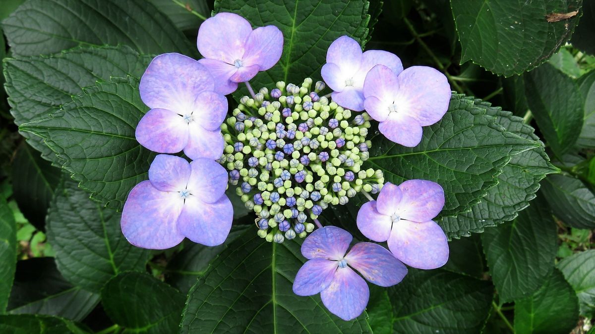 裏庭の紫陽花8日目