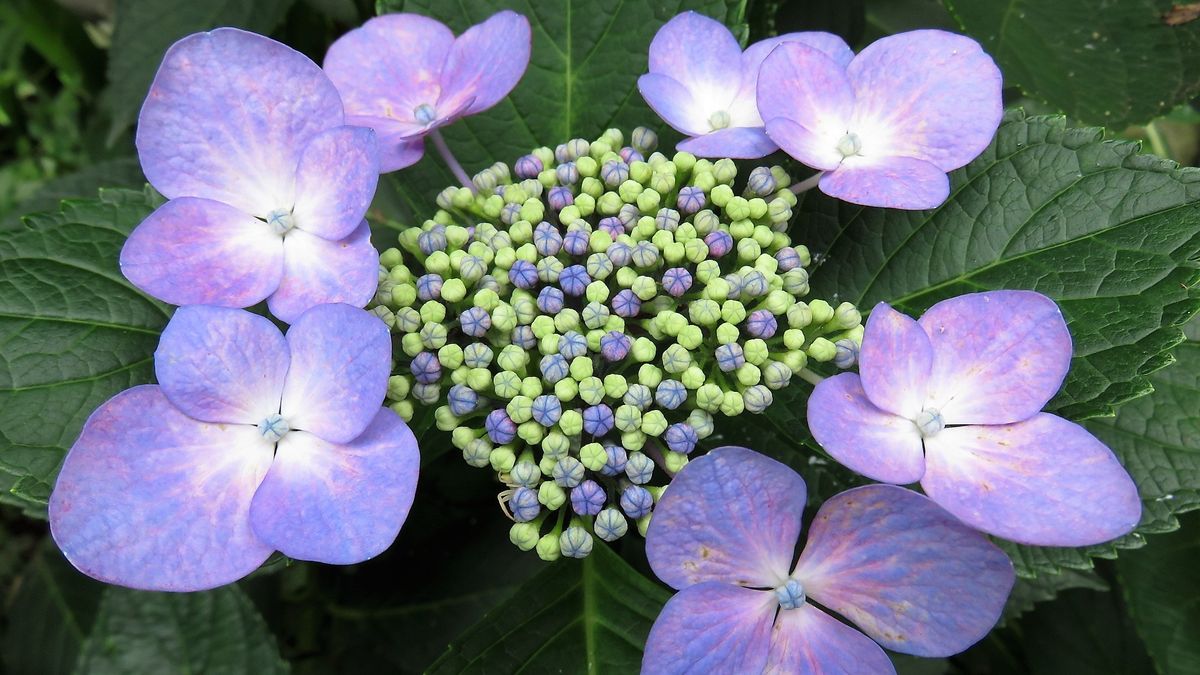 裏庭の紫陽花8日目