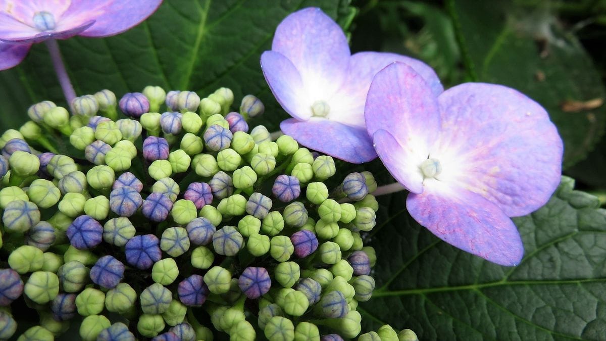 裏庭の紫陽花8日目