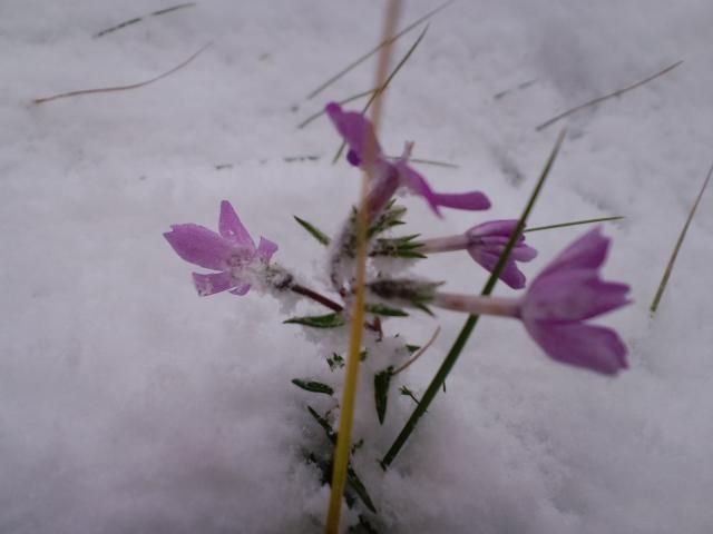 雪の中に芝桜！