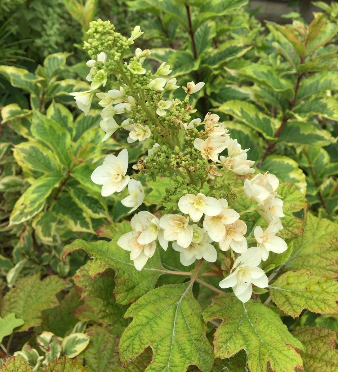 今日の花