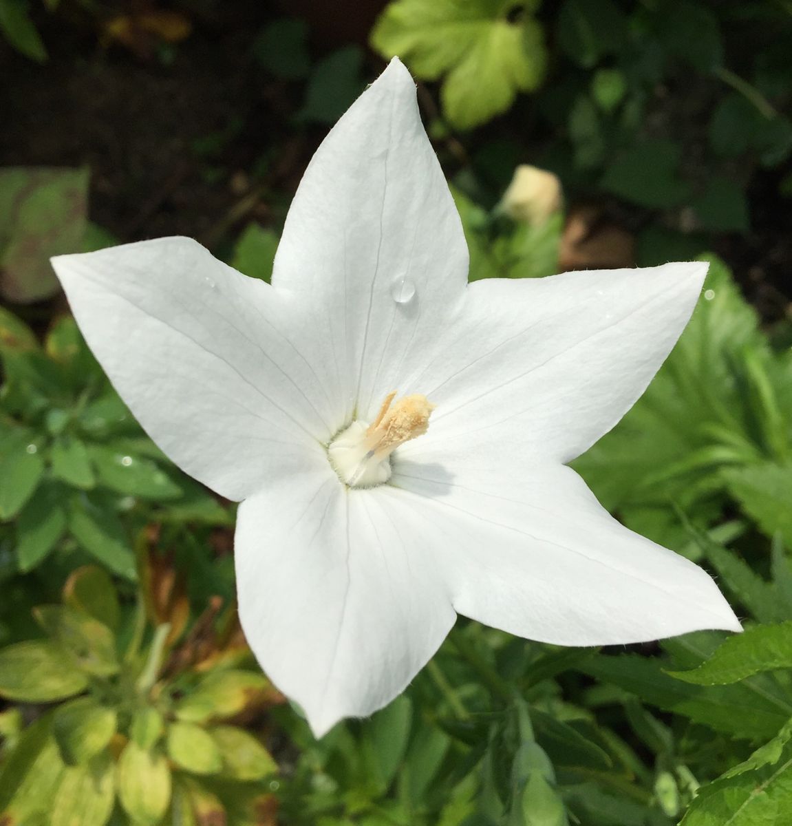 今日の花