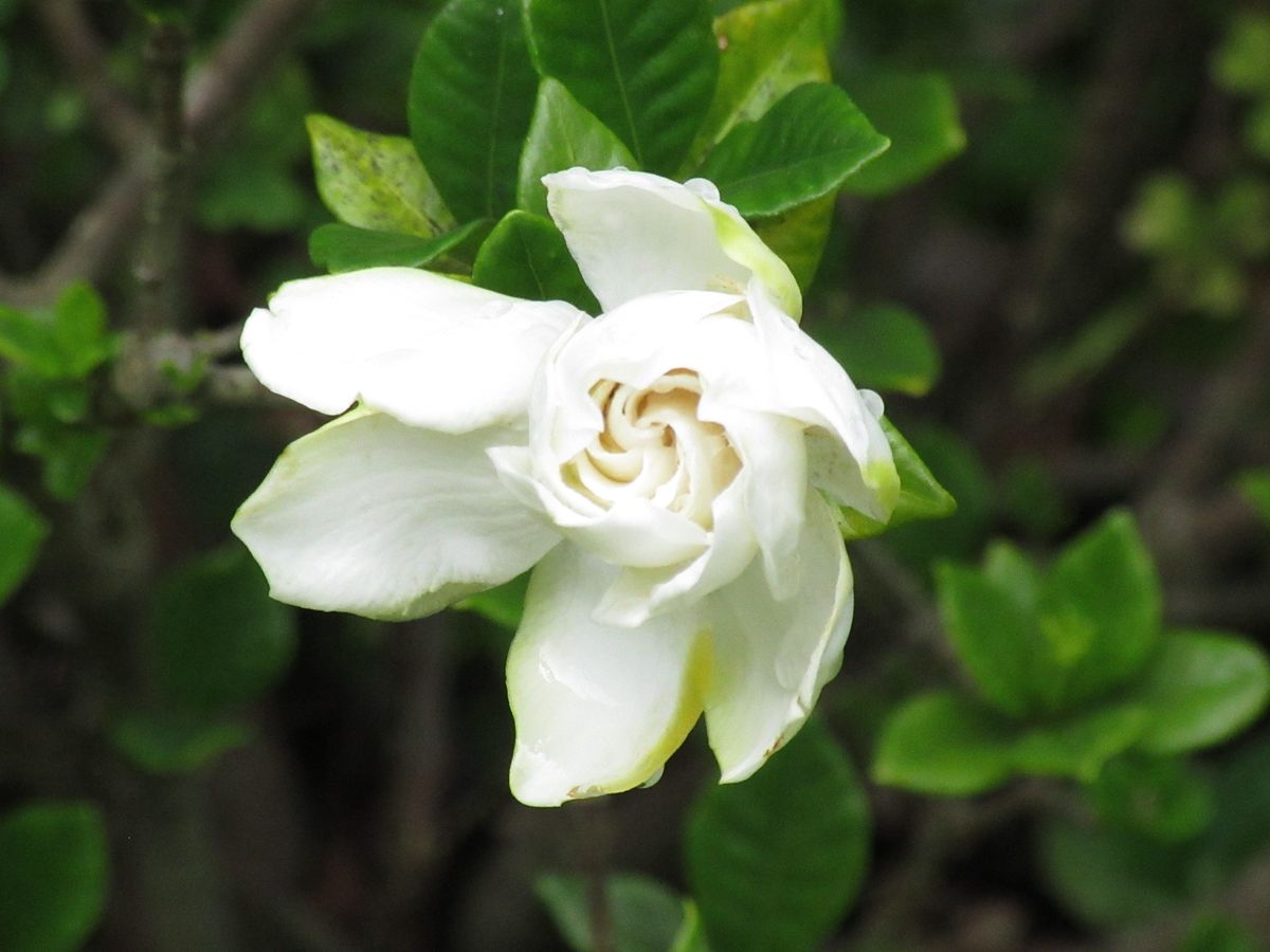 由愛(ゆめ)の花日記♪