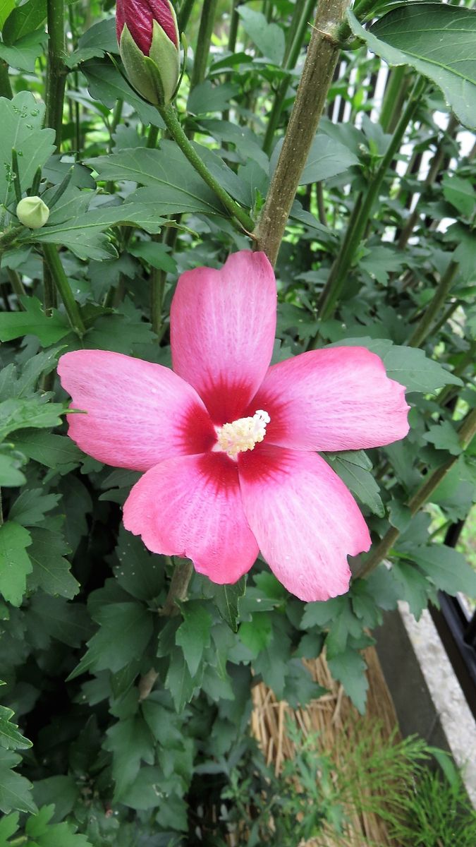 家では数少ない地植えの花3種